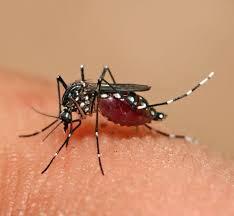 Dengue avança